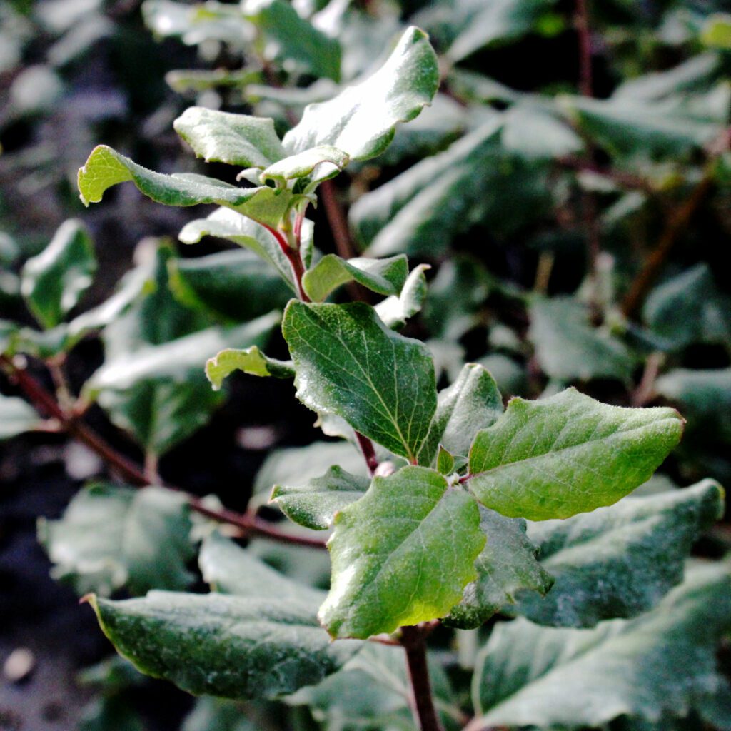 Garrya elliptica ‘James Roof’ 4L 5023242345840